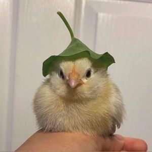 Meet your Posher, Lucia